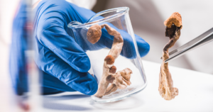 2 - Touchstone Recovery Center Gloved hand holds a glass beaker containing dried mushrooms during a lab mycology study.
